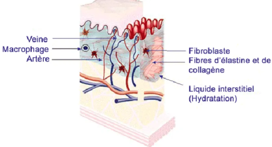 Figure 3: la structure du derme.  Source : Nicole Grondin enseignante soins esthétiques Marie-Rivier