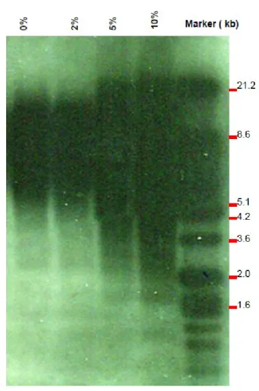 Figure 3-3: Telomere length analyses. After the exposure to CSC gingival fibroblasts were used  to extract total DNA