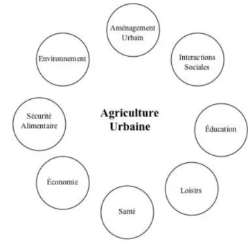 Figure 4 : Multifonctionnalité de  l'agriculture urbaine