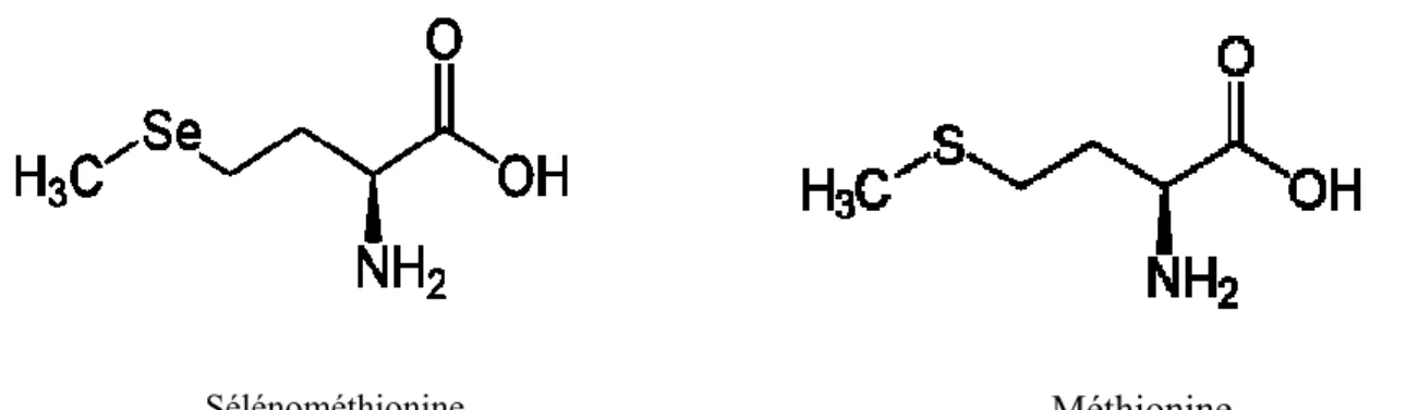 Figure 4 : Structures chimiques de la sélénométhionine et la méthionine. 