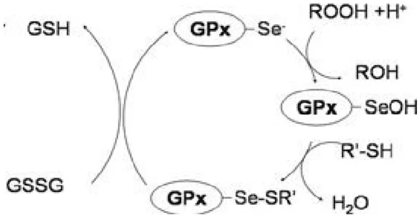 Figure 6 : Mécanisme d’action des GPx selon Papp et al [54]. 