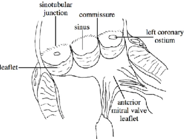 Figure  2 :  Illustration  schématique  des  structures  de  la  racine  aortique  après  une  ouverture  longitudinale de la racine