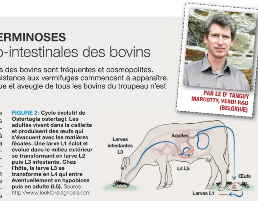 FIGURE 2 : Cycle évolutif de  Ostertagia ostertagi. Les  adultes vivent dans la caillette  et produisent des œufs qui  s’évacuent avec les matières  fécales