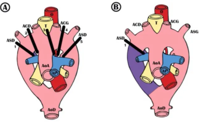 Figure 2. Selon l’hypothèse du double arc aortique d’Edwards, il existerait  des arcs aortiques et des canaux artériels bilatéraux, les artères carotides  communes et sous-clavières émergeant de leurs arcs respectifs
