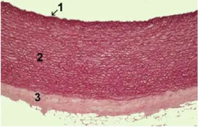 Figure 1: Histologie des différentes couches d’une artère 