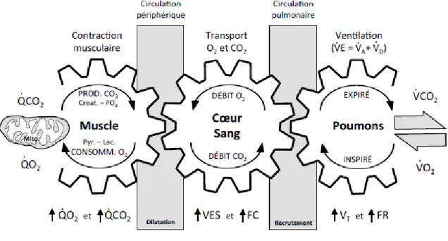 Figure 3: Schéma de la consommation d’oxygène 