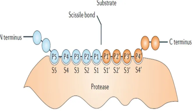 Figure 1. Schematic representation of a protein substrate binding to a protease. The surface  of the protease that is able to accommodate a single side chain of a substrate residue is called the  subsite