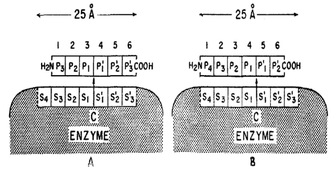 Figure 2. Schematic representation of two possible enzyme-substrate complexes of papain  with  a  hexapeptide