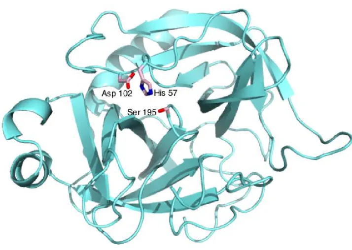 Figure 3. The X-ray crystal structure of the archetypal serine protease chymotrypsin (16)