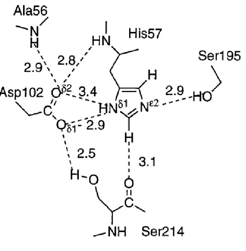 Figure 4. The catalytic triad in chymotrypsin complexes. The hydrogen bonding network of  the catalytic triad is depicted for the complex with the protein inhibitor eglin C