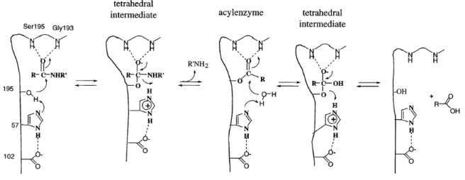 Figure 5. The generally accepted mechanism for serine proteases (13). 