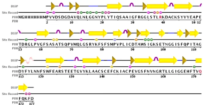 Figure 9. Sequence display of API-A, from Protein Data Bank (35). 