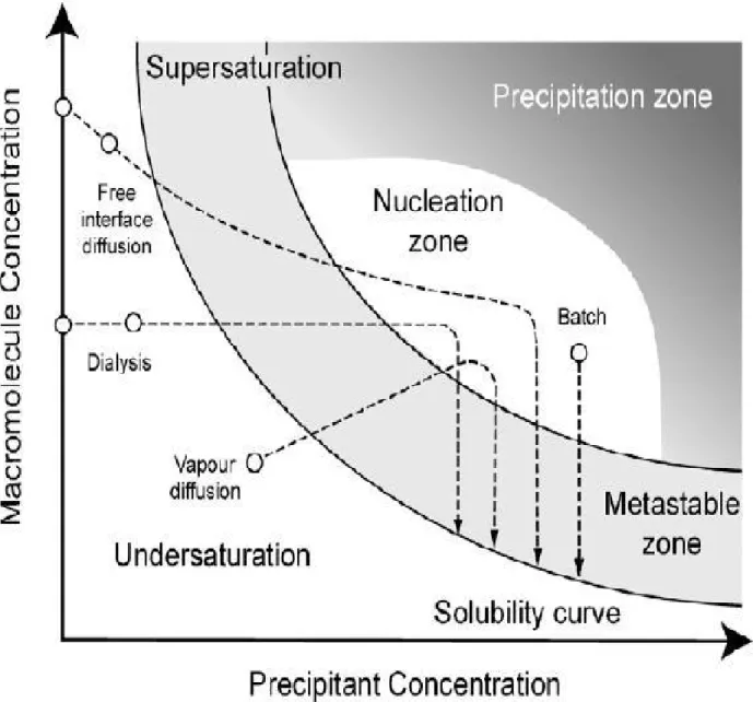 Figure  11.  Equilibration  pathways  in  various  protein  crystallization  methods. This  theoretical  two-dimensional  phase  diagram  displays  how  supersaturation  is  reached  to  trigger  crystallization