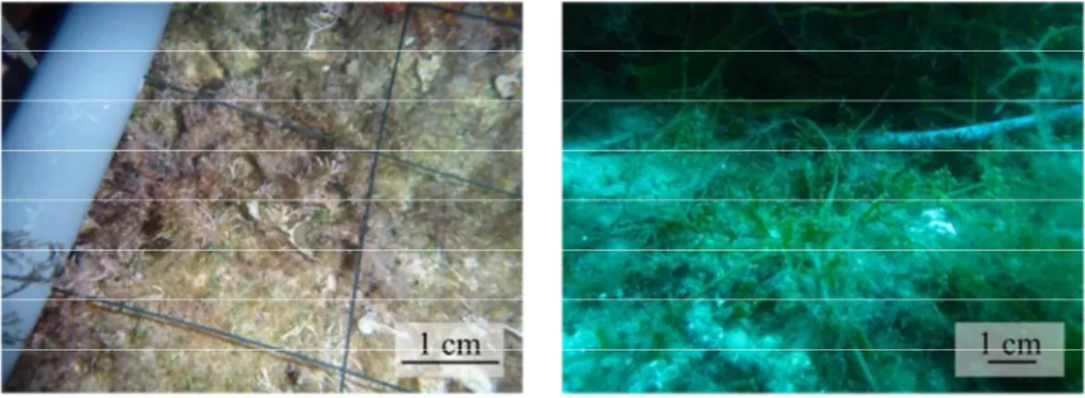 Figure 2. Evolution de l’indice ICar, indice de colonisation par la Caulerpa racemosa var