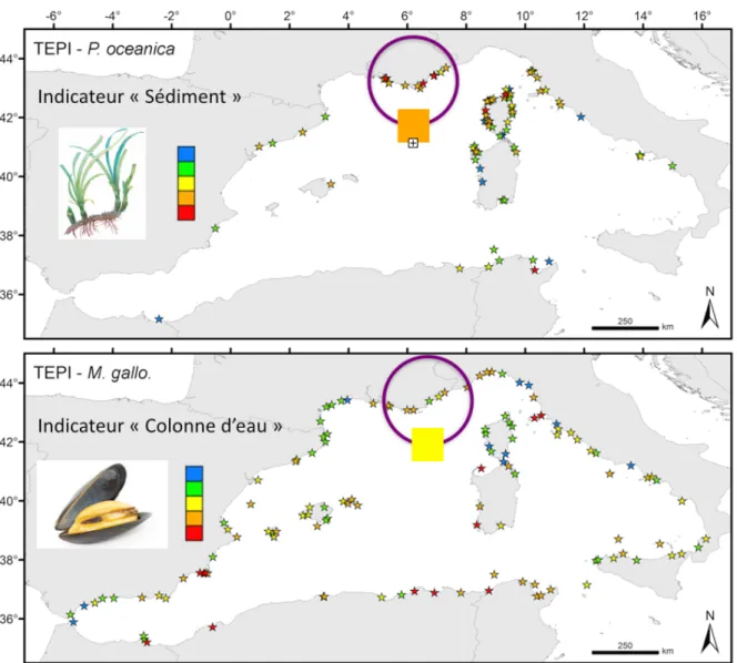 Figure 1 : Indice TEPI (Trace Element Pollution Index) dans le bassin Occidental de la Méditerranée mesuré sur la posidonie et sur la moule  [4].