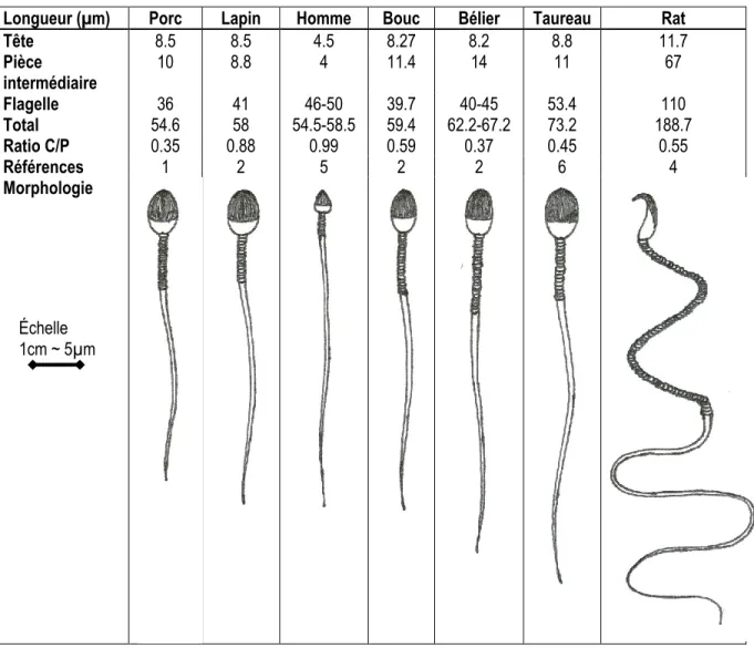 Tableau 1.3 Différences morphologique et lipidique entre les spermatozoïdes de plusieurs  espèces 