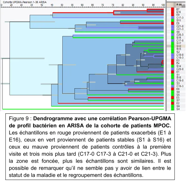 Figure 9 : Dendrogramme avec une corrélation Pearson-UPGMA  de profil bactérien en  ARISA de la cohorte de patients MPOC