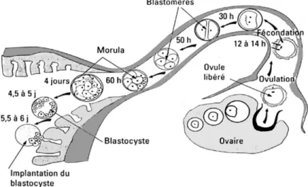 Figure 2.2  Migration de l’ovule et de l’embryon de l’oviducte vers l’utérus chez la brebis