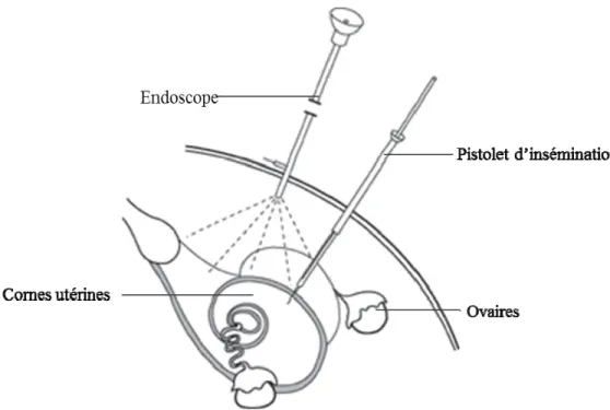 Figure 2.4  Illustration d’une insémination par laparoscopie. Vue latérale du système  reproducteur femelle ainsi que les principaux instruments, l’endoscope et le  pistolet d’insémination.