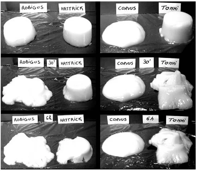 Figure  1 :  Desserts  lactés  formés  à  base  de  λ -carraghénanes  et  de  4  amidons  de  variétés  différentes, directement, 30 minutes et 6 heures après démoulage