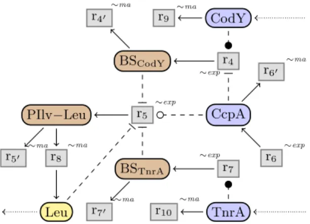 Fig. 3: Reaction network of the regulation of promoter PIlv-Leu in B. subtilis.