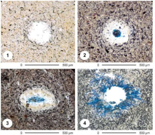 Fig. 8. Thin-section micromorphological images of channels composed by crystalline material of biological origin  in the Posolskoe core 427-8