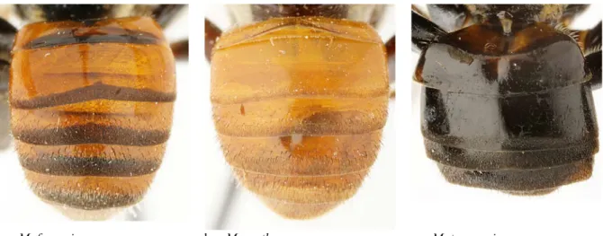 Fig. 5. Metasoma de Meliponula ferruginea, M. erythra et M. togoensis. 