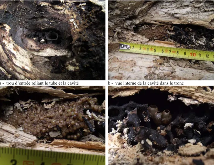 Fig. 8. Nid de Liotrigona gabonensis, sp. nov.  