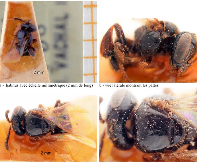 Fig. 3. Liotrigona bouyssoui, lectotype  D D  de Rio Mouny (MNHNP). 