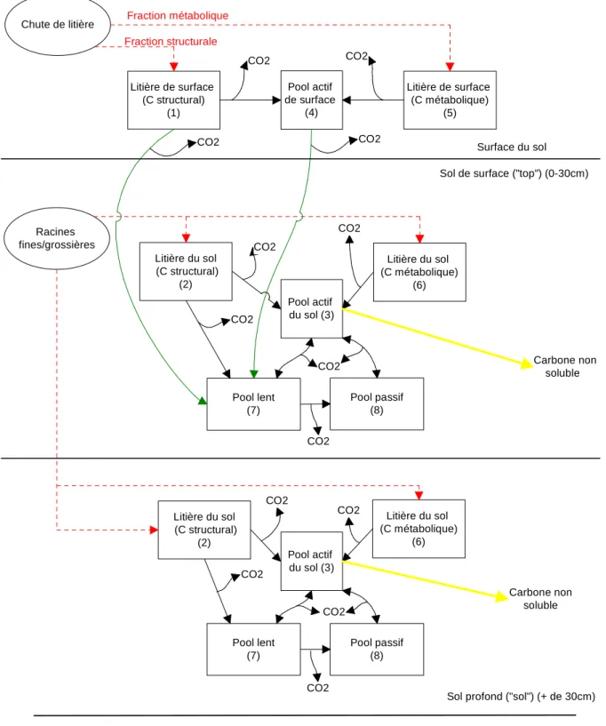 Figure 6 – Représentation schématique des relations entre les différents compartiments du modèle