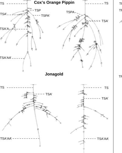 Figure 4. Représentation schématique de branches réelles de cinq ans, d’origine sylleptique (étage I)