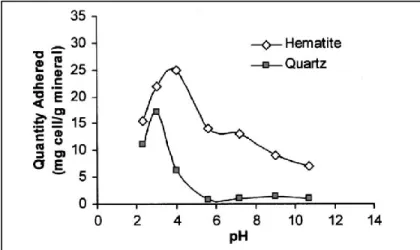 Figure 4: Adhésion de R. opacus sur l'hématite et le quartz en fonction du pH [19]. 
