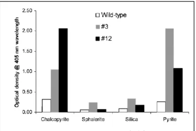 Figure 10: Comparaison de l'adsorption de bactériophages décorés de séquences octapep- octapep-tidiques différentes sur la chalcopyrite, la sphalérite, la silice et la pyrite [9]