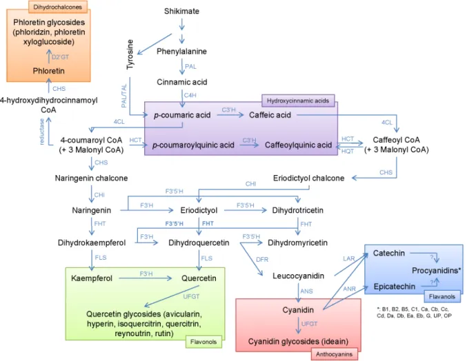 Figure 1. Phenolic compounds biosynthesis [15–20] (KEGG, 2012). In bold, enzymes identified in the support interval of QTLs