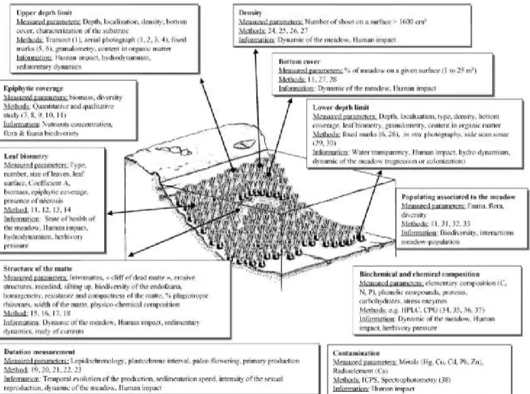 Fig. 5. Recapitulative plan of the main descriptors of Posidonia oceanica, with the measured parameters the  methods of investigation: (1) Meinesz et al