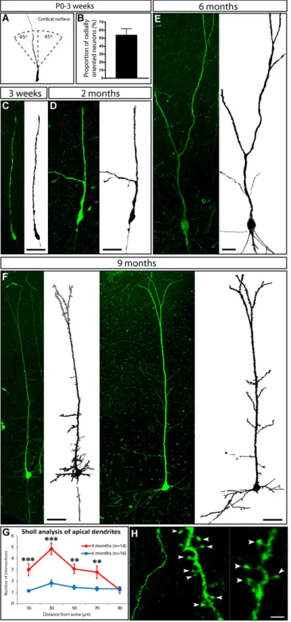 Figure 6. Human ESC-Derived Cortical Neurons Undergo Elaborate Dendritic Maturation after 9 Months Grafted In Vivo