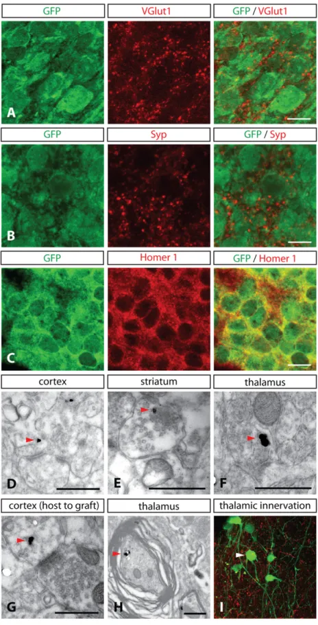 Figure 7. Grafted Human ESC-Derived Neurons Establish Reciprocal Synapses with the Host and Receive Thalamic Input
