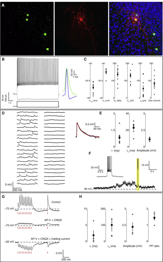 Figure 8. Grafted Human ESC-Derived Neurons Integrate Functionally in the Synaptic Microcircuitry of the Mouse Host Brain