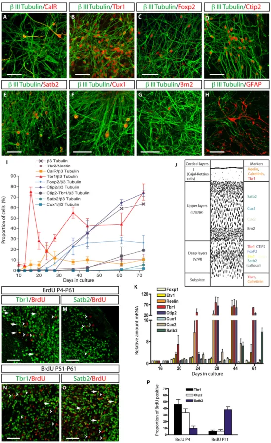 Figure 2. Sequential Generation of Human Pyramidal Neurons of Diverse Layer Identities In Vitro and after In Vivo Grafting