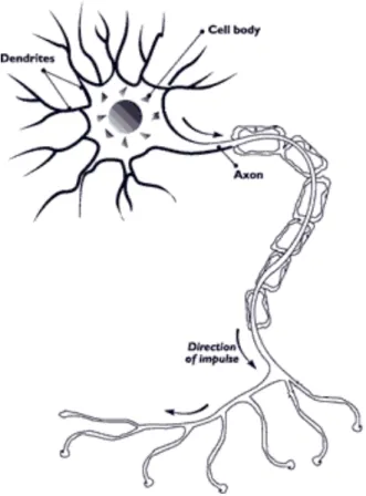Figure 2.3: A simple description of the neuron architecture [18]. A neuron is composed of a cell body, an axon and dendrites.