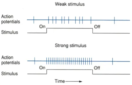 Figure 2.5: Illustration of neuron ring rate law [4]. A weak stimulus leads to a low ring rate (upper curve) and a strong stimulus to a high ring rate (lower curve).