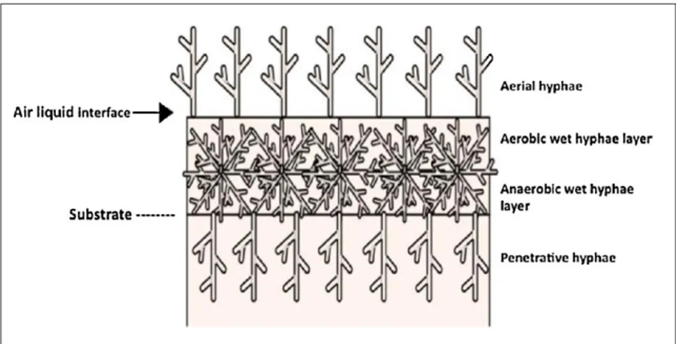 Figure 3 : Scheme of fungal biofilm growth on a solid medium, adapted from [29] 