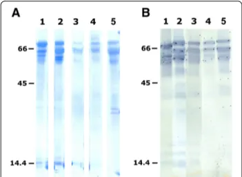 Figure 3 Coomassie blue stained PVDF membrane after SDS- SDS-PAGE (A) and Western blot analysis with AS#708 (B)