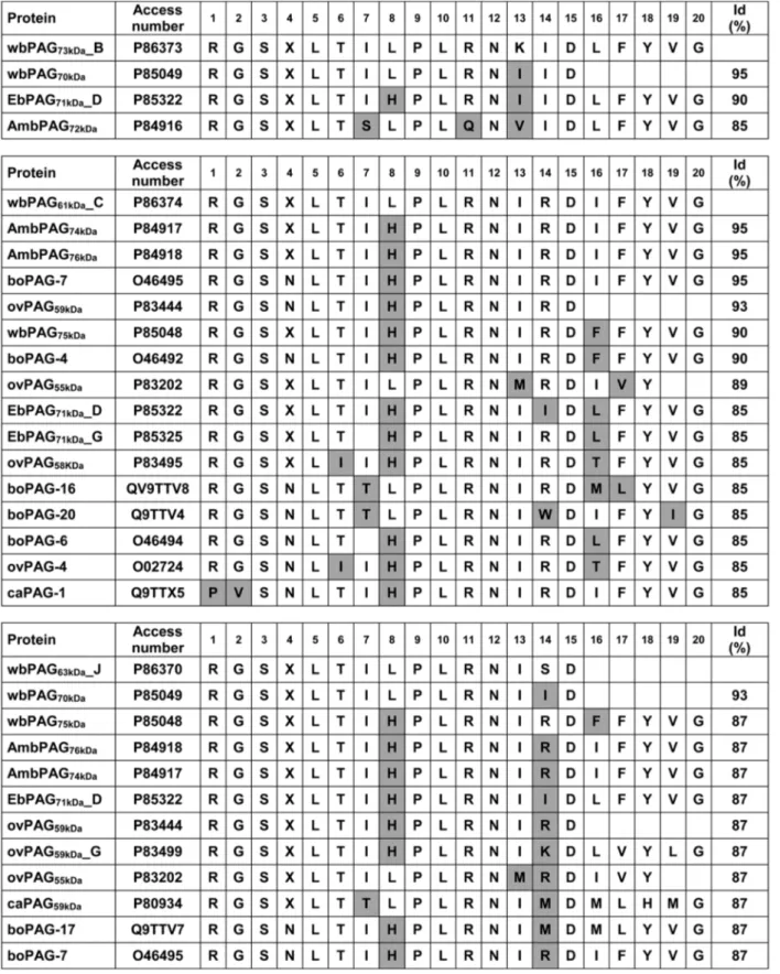 Figure 5 Comparison of the N-terminal amino acid sequences of the newly isolated water buffalo PAG (wbPAG) with ruminant PAG exhibiting the highest sequence identity