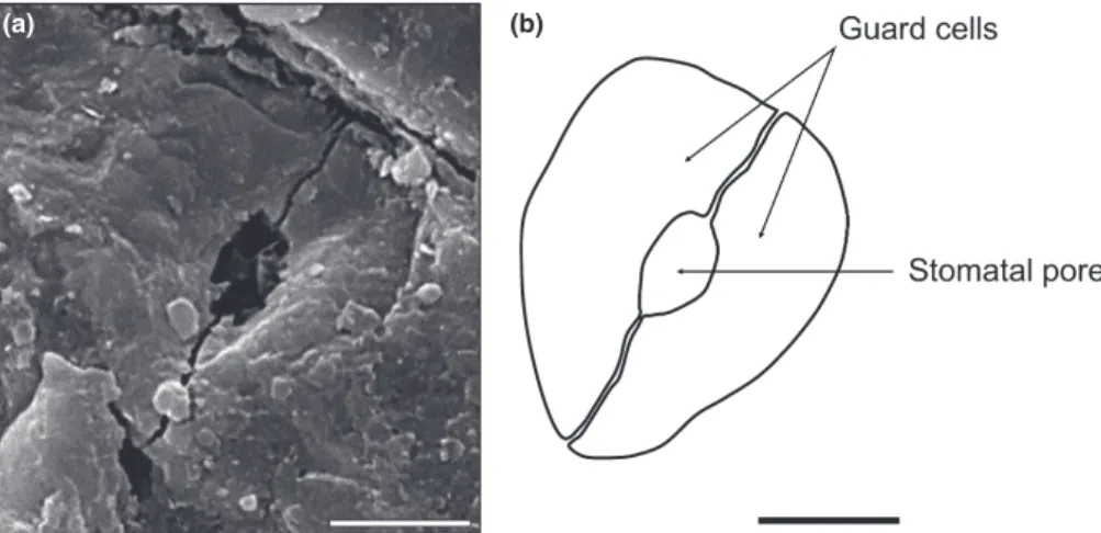 Fig. 3 Probable stomatal complex from Zbrza (Poland). (a) Scanning electron microscope image of a stoma from an indeterminate axis, with elongated stomatal pore and traces of guard cells