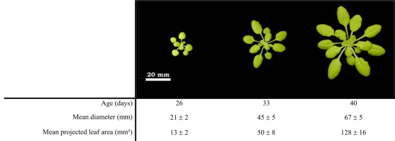 Table 1. Growth parameters of the plants used in gas exchange experiments. 
