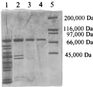 Table 1. Purification of HPOOH Lyase from Tomato Leaves total protein (mg) total activity(units) specific activity (units/mg of protein) yield(%) purificationfactor (fold) crude homogenate 425 530 1.2 100 1.0