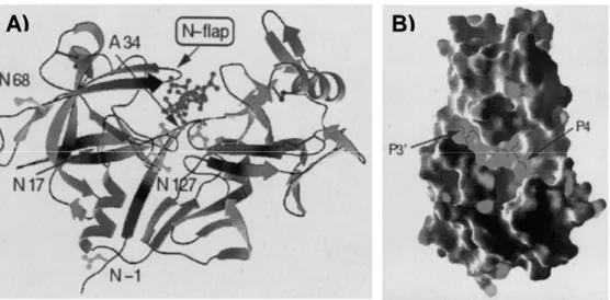 FIGURA 11 -  A) Representação da estrutura cristalizada da boPAG-1. B) Estrutura  tridimensional atribuída à PAG acoplada à pepstatina A (situada entre  P3’ e P4’)