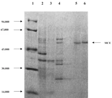 Fig. 3. SDS/PAGE analysis of various of steps from purification of MCE from a malathion-specific resistant and  a susceptible Tribolium castaneum strain
