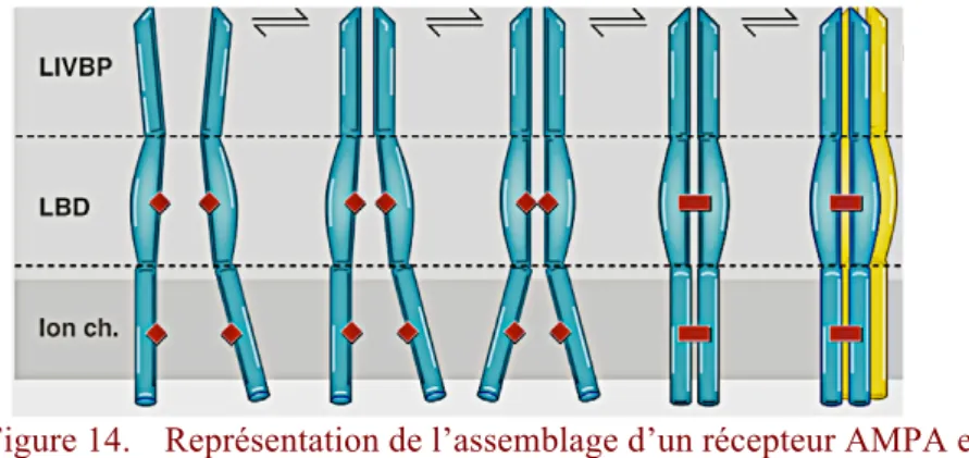 Figure 14.   Représentation de l’assemblage d’un récepteur AMPA en  dimère de dimères (adapté de [Greger et al., 2007])